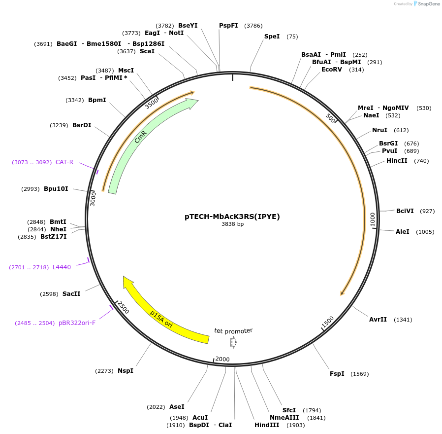 104070-plasmid-map-sequence-id-199816