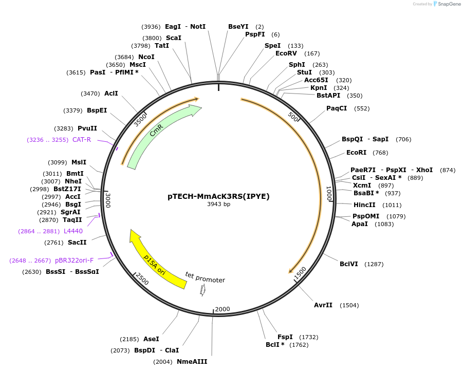 104071-plasmid-map-sequence-id-199821