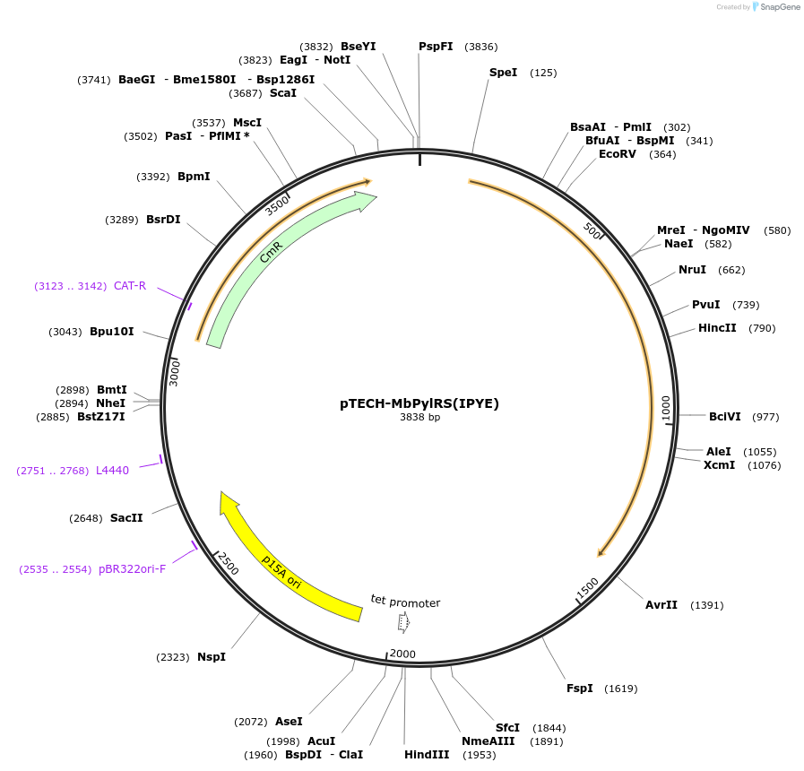 104072-plasmid-map-sequence-id-199822
