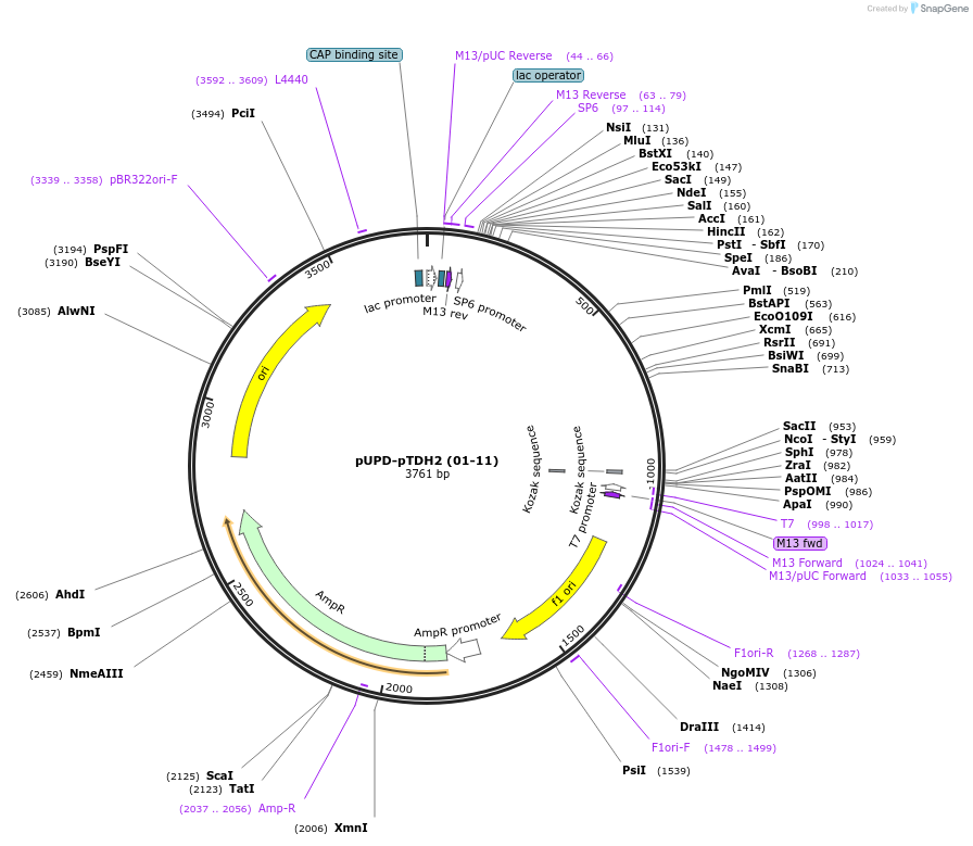101684-plasmid-map-sequence-id-199823