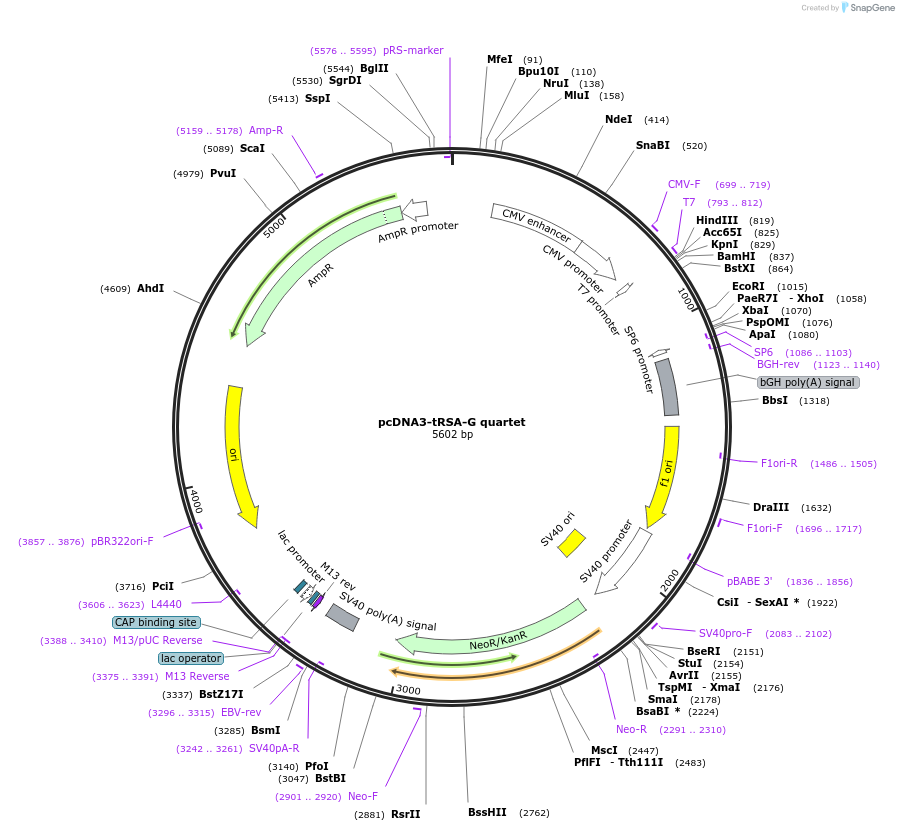 32203-plasmid-map-sequence-id-199856