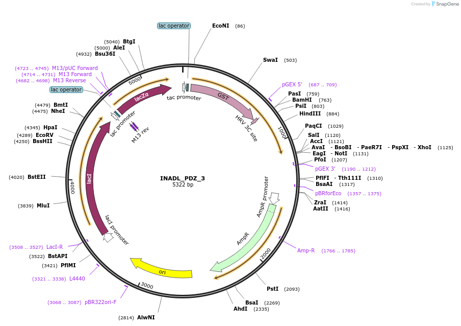 103903-plasmid-map-sequence-id-199862