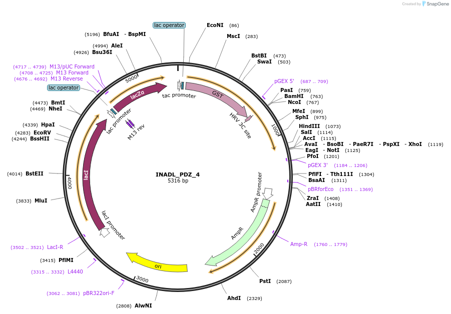 103904-plasmid-map-sequence-id-199864