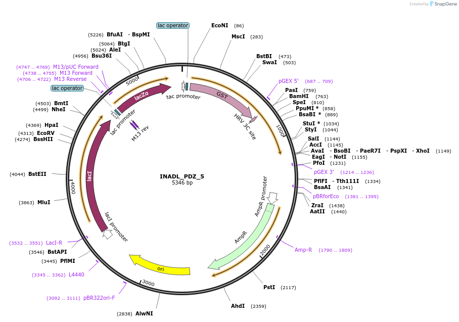103905-plasmid-map-sequence-id-199869
