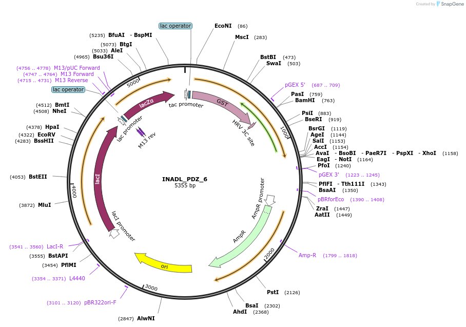 103906-plasmid-map-sequence-id-199871