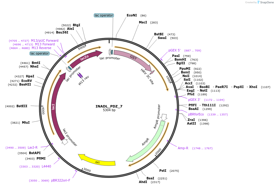 103907-plasmid-map-sequence-id-199873
