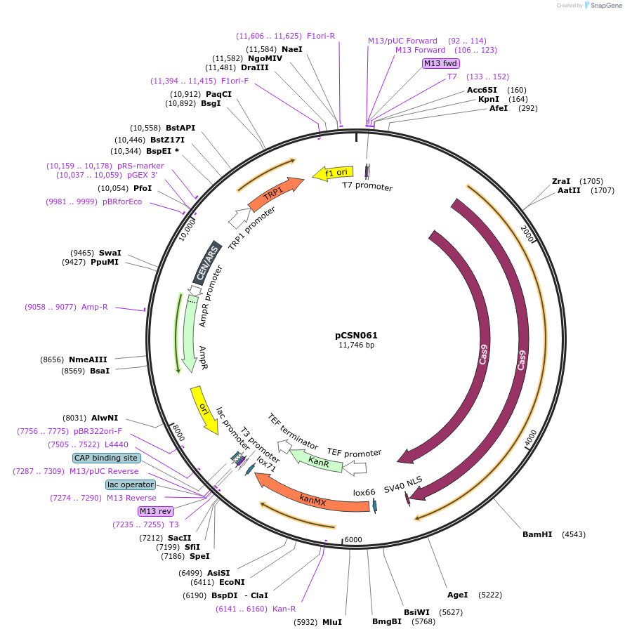 101725-plasmid-map-sequence-id-199888