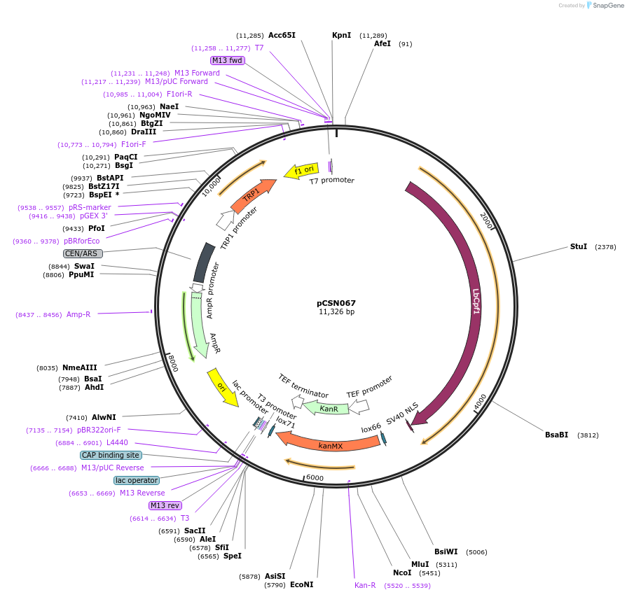 101748-plasmid-map-sequence-id-199897