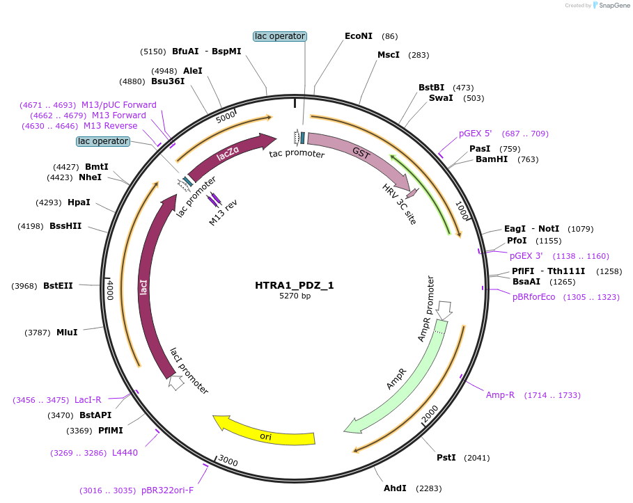 103912-plasmid-map-sequence-id-199901