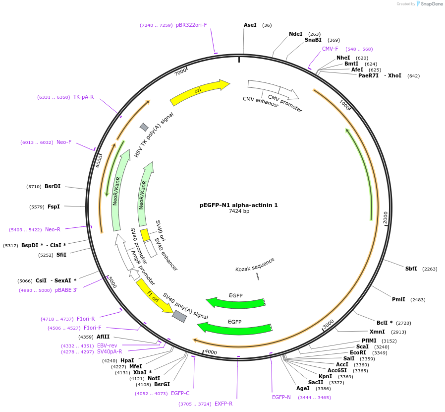 11908-plasmid-map-sequence-id-199927