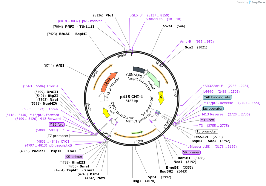 73863-plasmid-map-sequence-id-199958