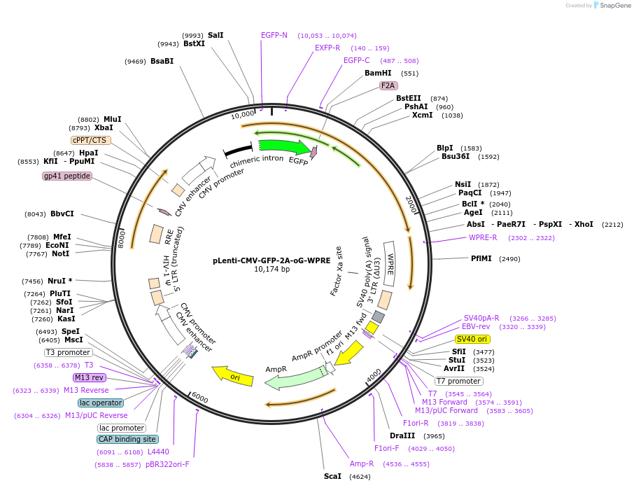 102984-plasmid-map-sequence-id-199979