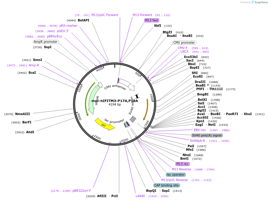 104364-plasmid-map-sequence-id-199990