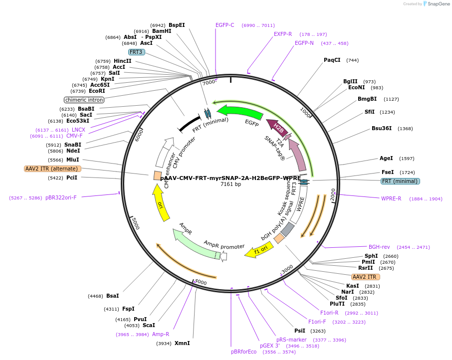 102986-plasmid-map-sequence-id-200006