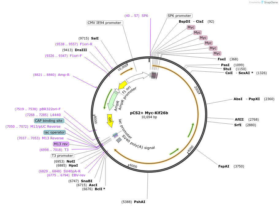 102861-plasmid-map-sequence-id-200010