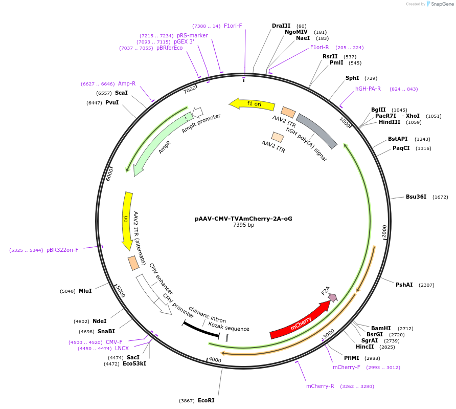104330-plasmid-map-sequence-id-200026