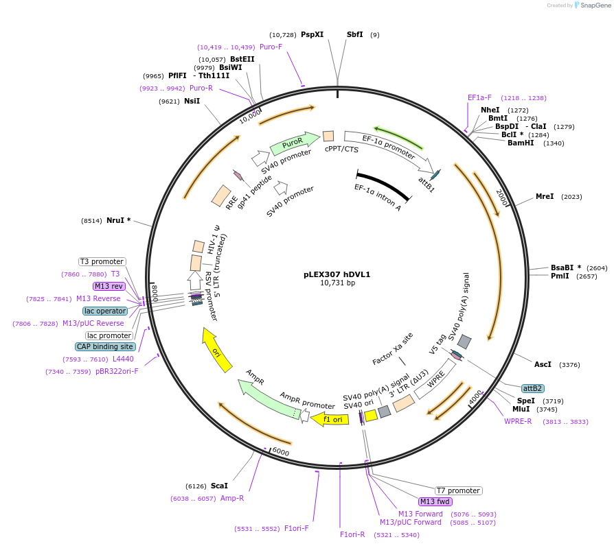 102863-plasmid-map-sequence-id-200038