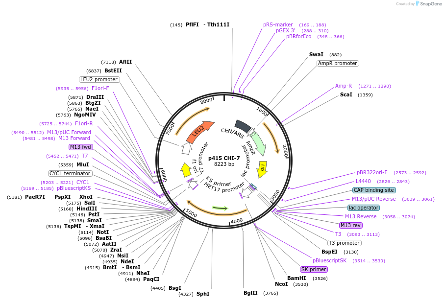73869-plasmid-map-sequence-id-200043