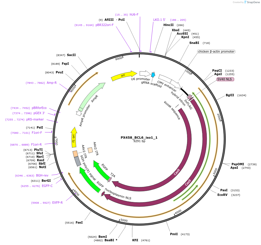 104046-plasmid-map-sequence-id-200046