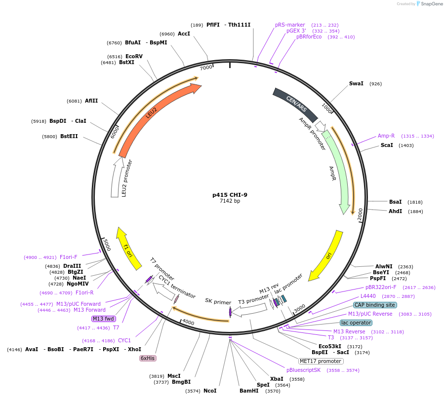 73879-plasmid-map-sequence-id-200047