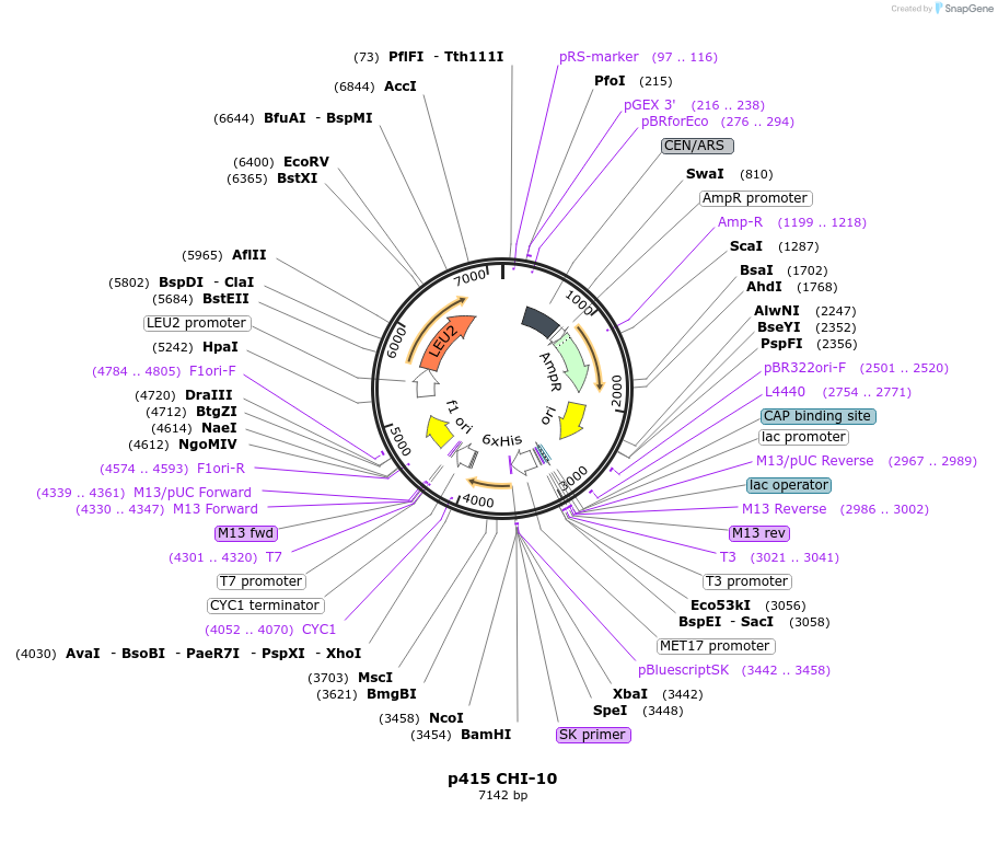 73880-plasmid-map-sequence-id-200049