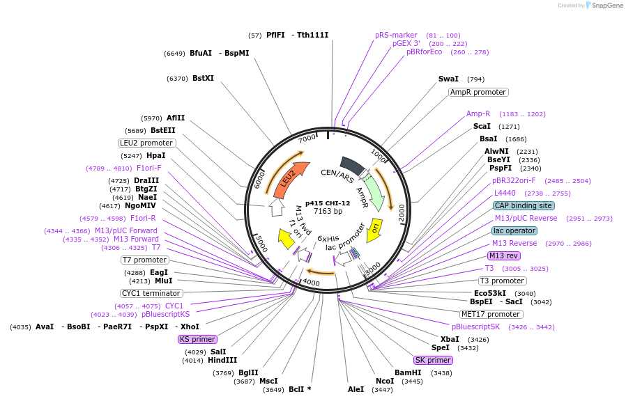 73881-plasmid-map-sequence-id-200051