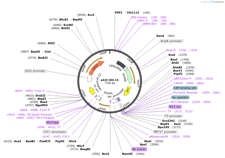 73882-plasmid-map-sequence-id-200052