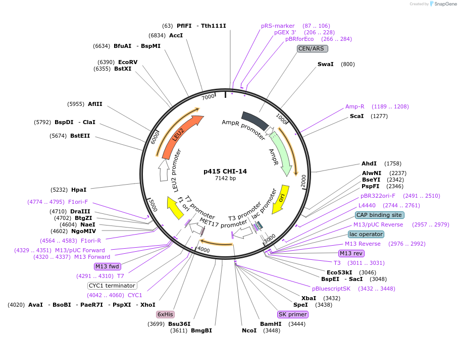 73883-plasmid-map-sequence-id-200053
