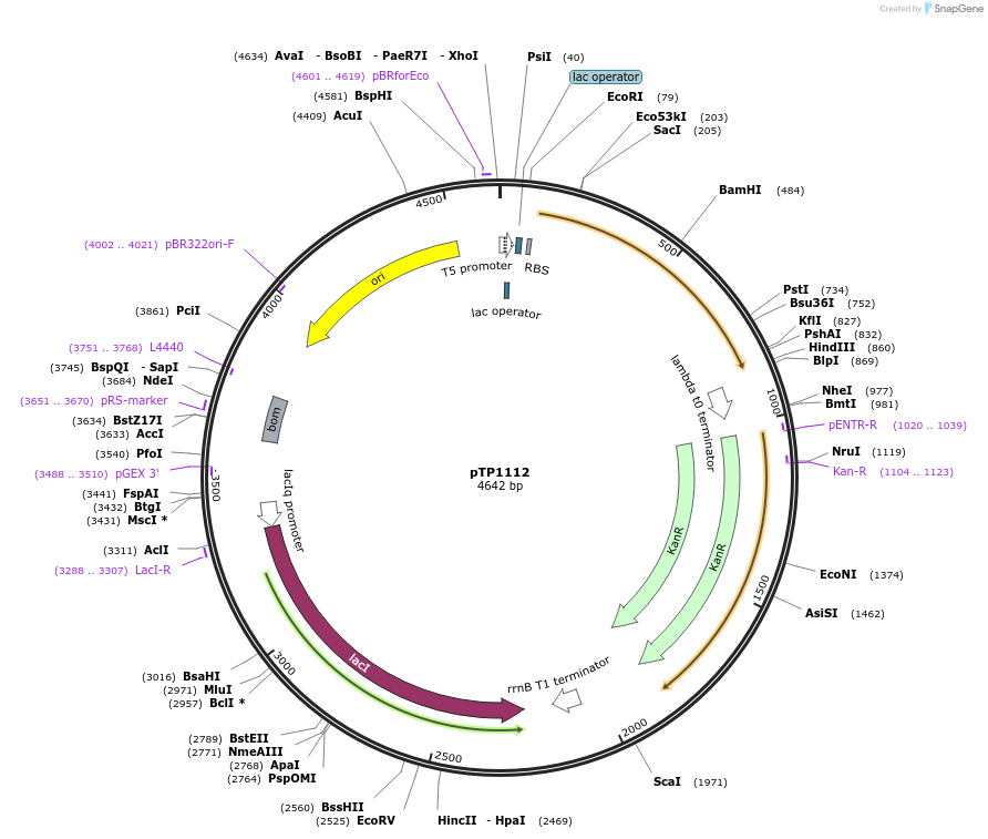 104158-plasmid-map-sequence-id-200058
