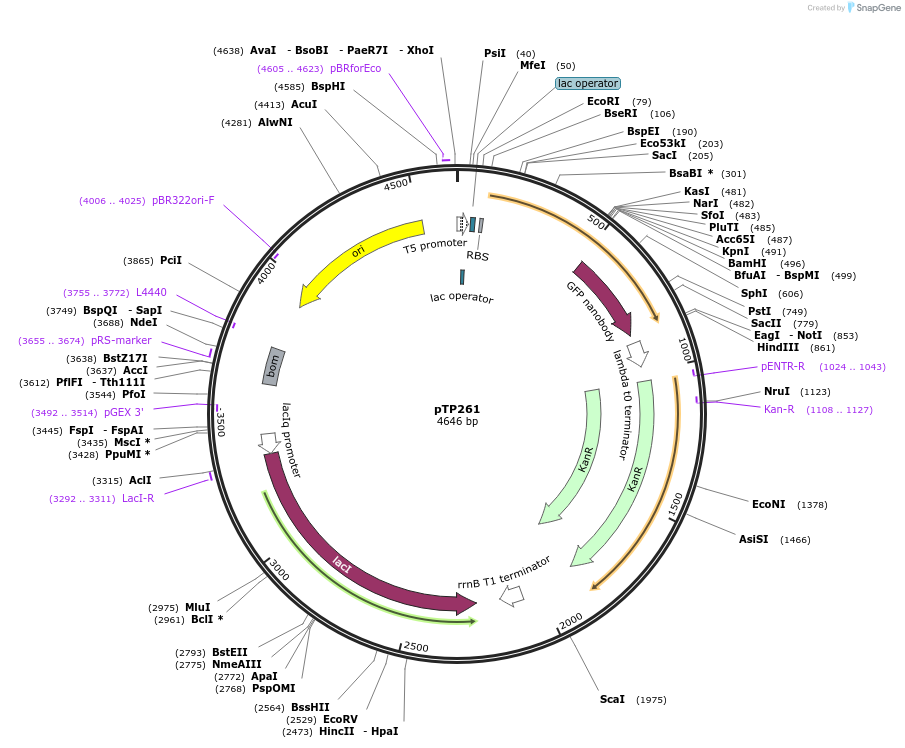 104166-plasmid-map-sequence-id-200075