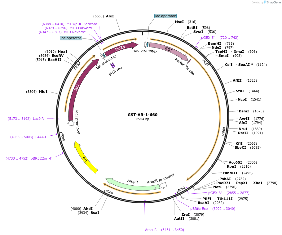 104196-plasmid-map-sequence-id-200084
