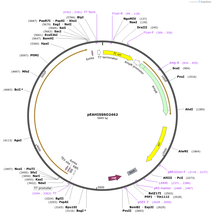 97064-plasmid-map-sequence-id-200120