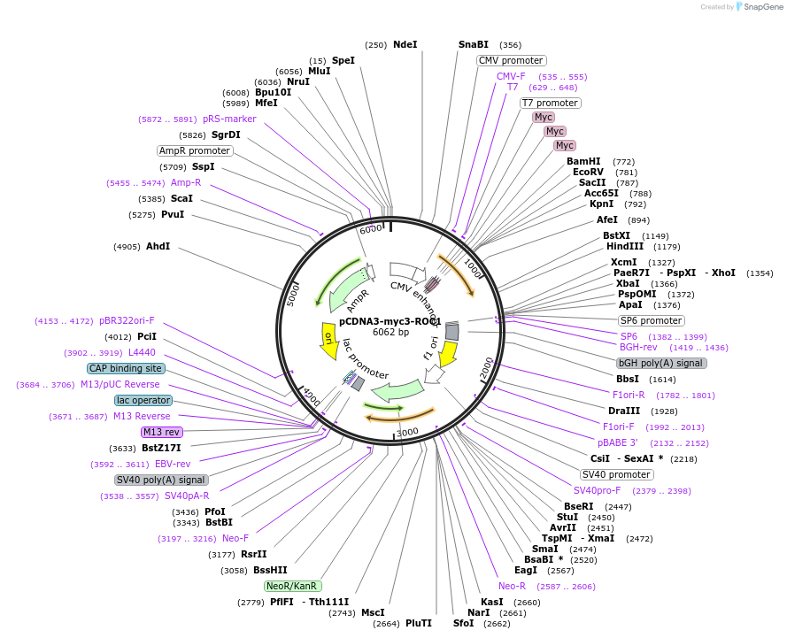 20717-plasmid-map-sequence-id-200129