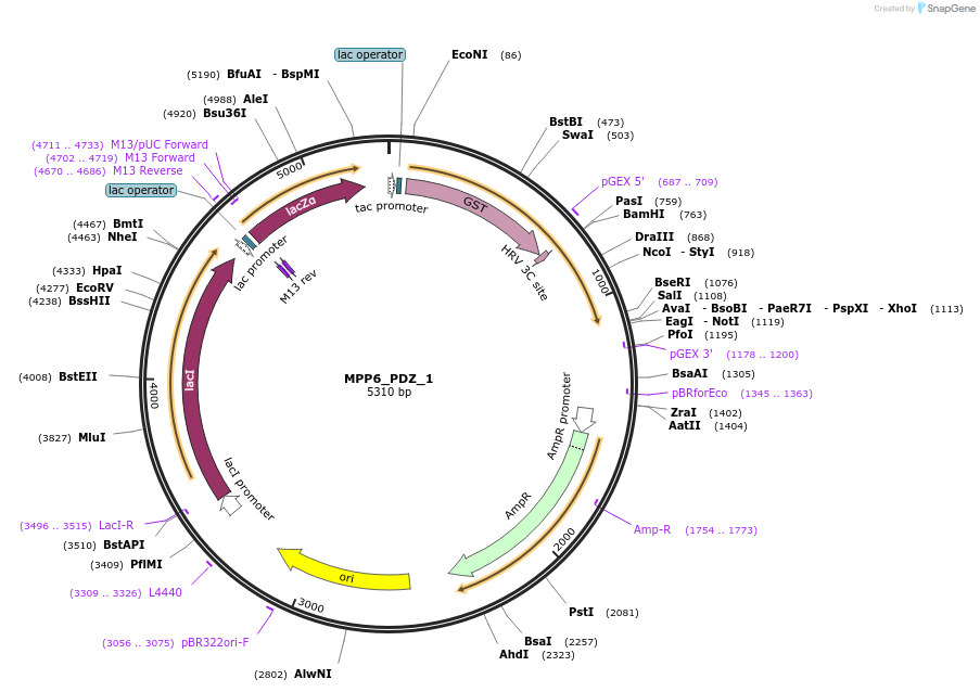 103924-plasmid-map-sequence-id-200142