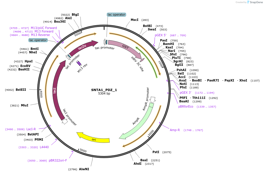 103928-plasmid-map-sequence-id-200148