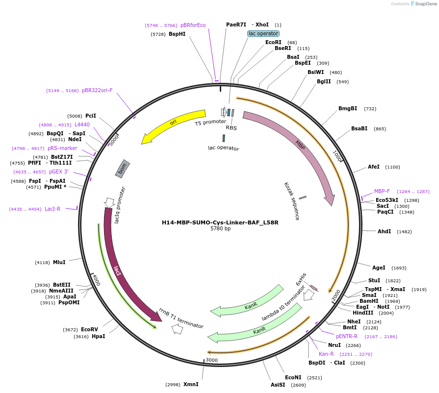 101780-plasmid-map-sequence-id-200154