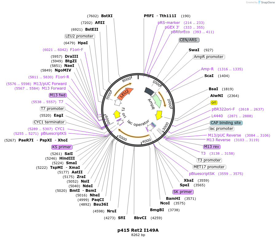 73887-plasmid-map-sequence-id-200156