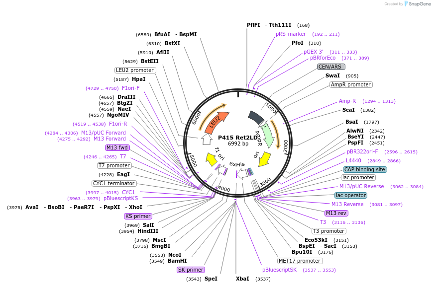 73875-plasmid-map-sequence-id-200164