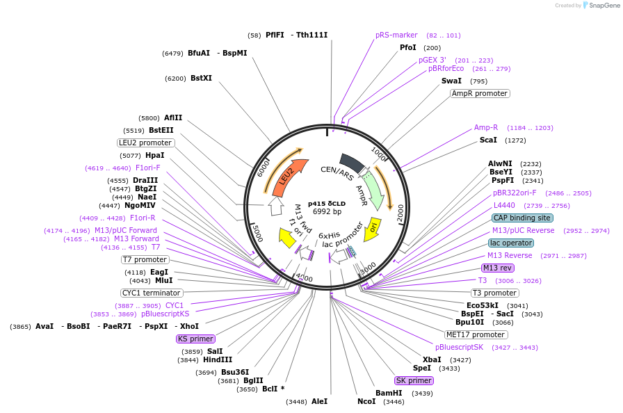 73876-plasmid-map-sequence-id-200165