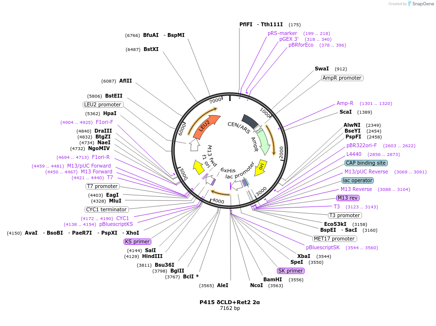73878-plasmid-map-sequence-id-200167