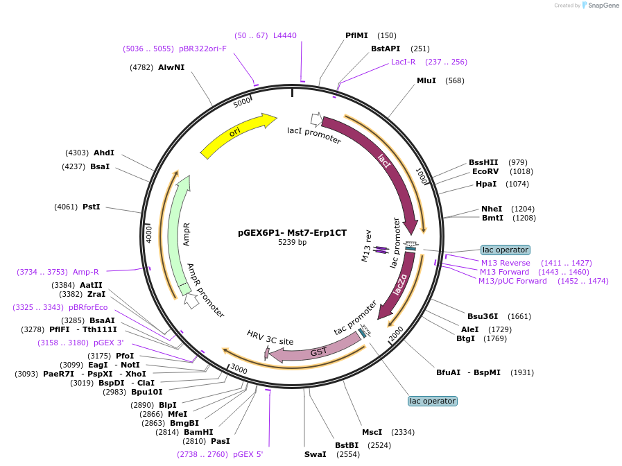 73920-plasmid-map-sequence-id-200169
