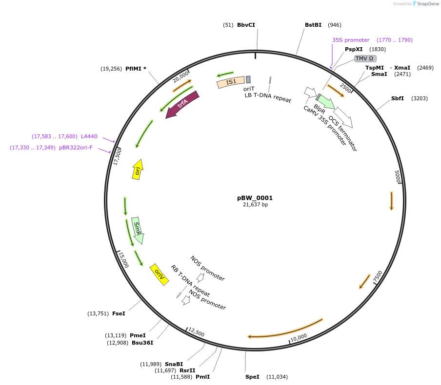 102833-plasmid-map-sequence-id-200171