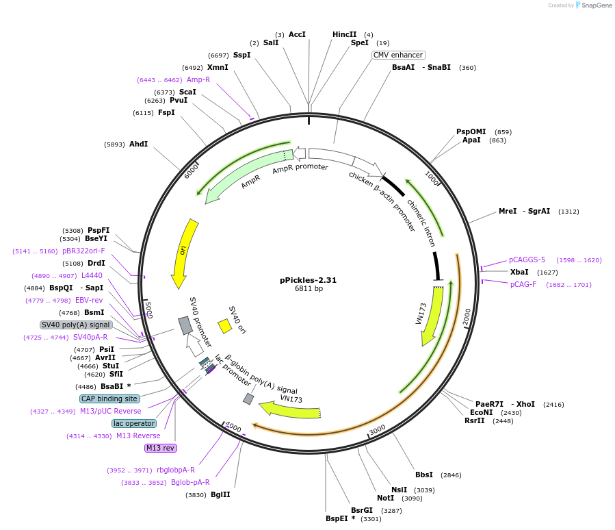 92336-plasmid-map-sequence-id-200173