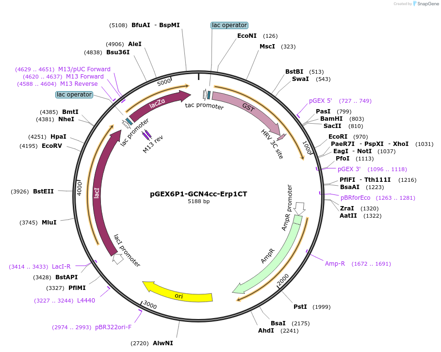 73921-plasmid-map-sequence-id-200176