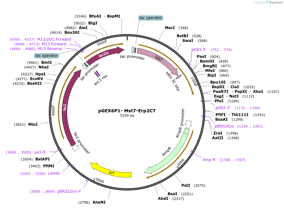 73922-plasmid-map-sequence-id-200177