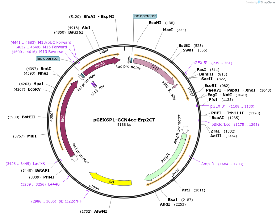 73923-plasmid-map-sequence-id-200178