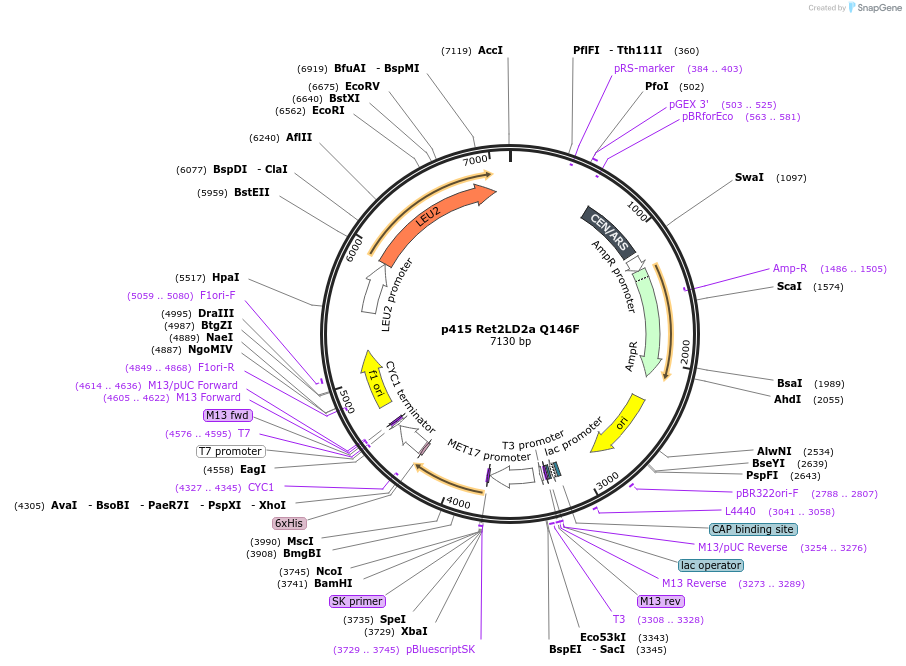 75259-plasmid-map-sequence-id-200180