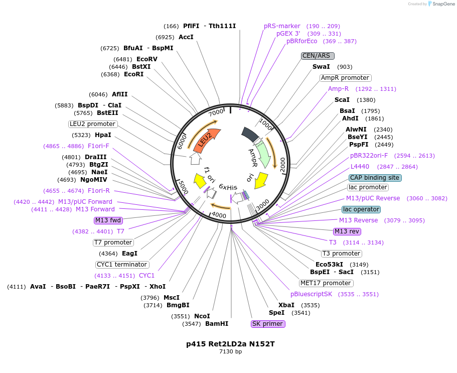 75260-plasmid-map-sequence-id-200181
