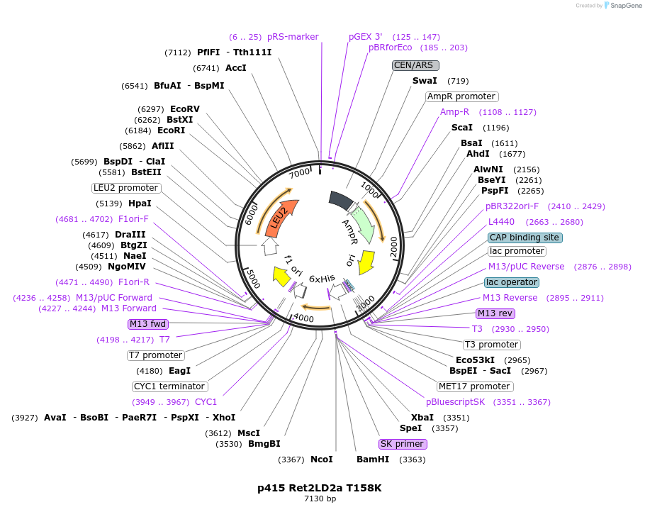 75262-plasmid-map-sequence-id-200184