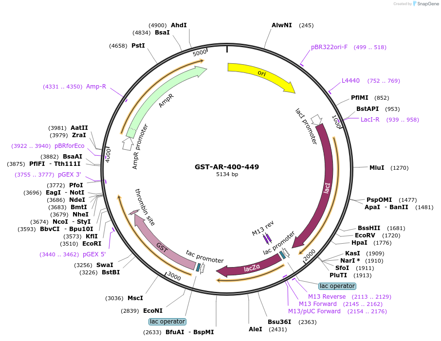 104201-plasmid-map-sequence-id-200198